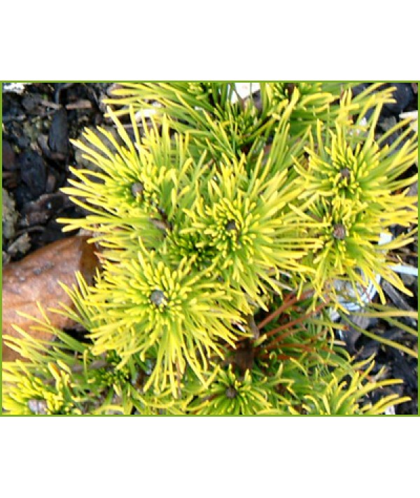 Pinus mugo Winter Gold (5lt)