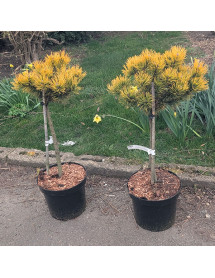 Pinus mugo Winter Gold (50cm standard) (7.5lt)