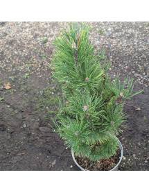 Pinus mugo Winter Sun (5lt) Pinus mugo Winter Sun (5lt)