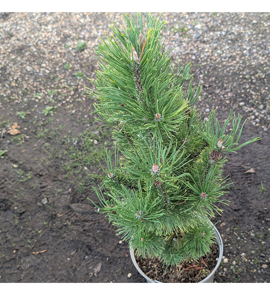Pinus mugo Winter Sun (5lt)