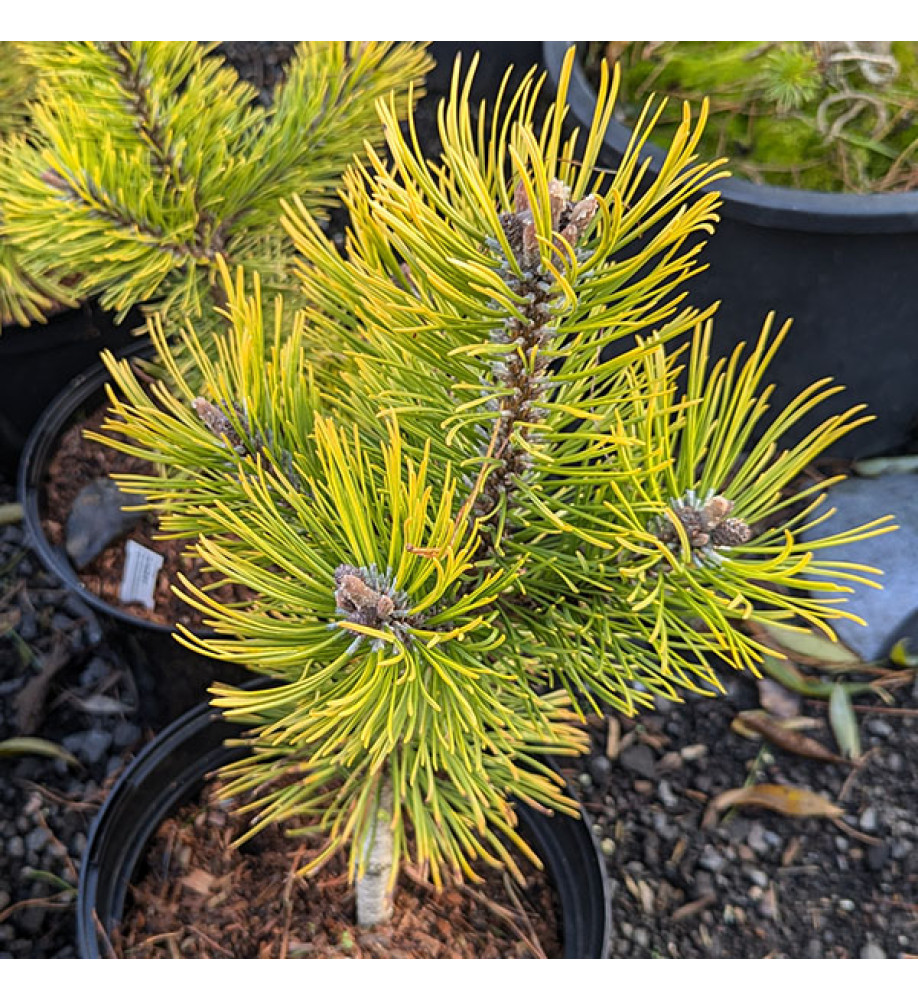 Pinus mugo Zundert (3lt)