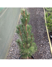 Pinus nigra Frank (7.5lt)