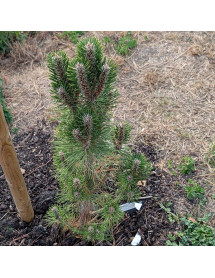 Pinus nigra Frank (7.5lt) Pinus nigra Frank (7.5lt)