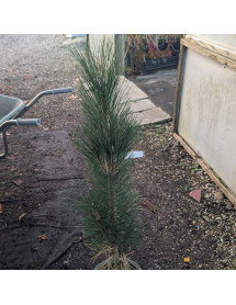 Pinus nigra Obelisk (5lt) Pinus nigra Obelisk (5lt)