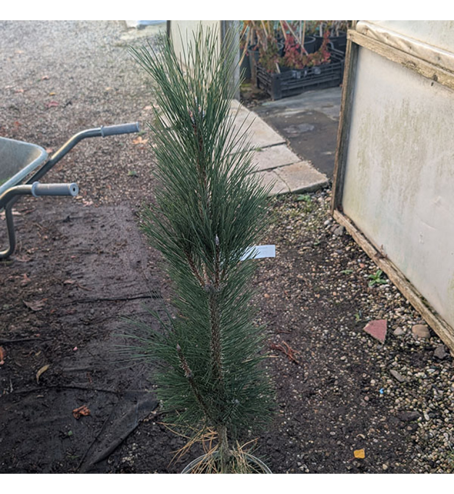 Pinus nigra Obelisk (5lt)