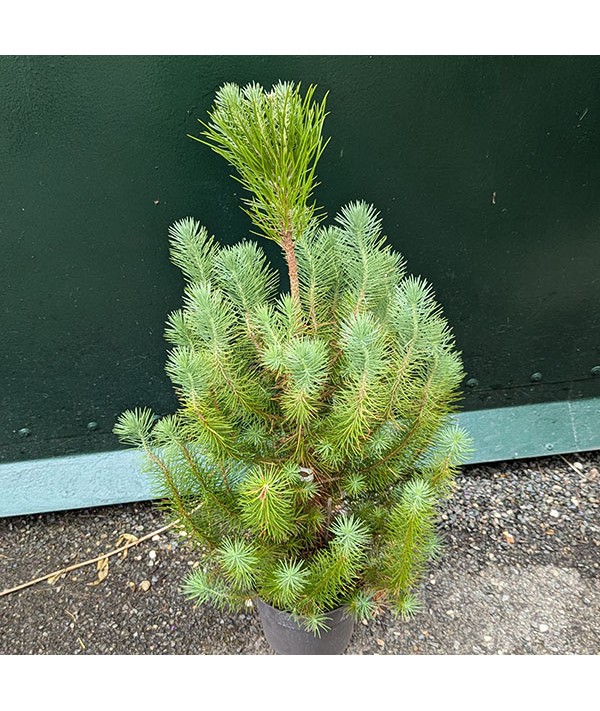 Pinus pinea Silver Crest (7.5lt)