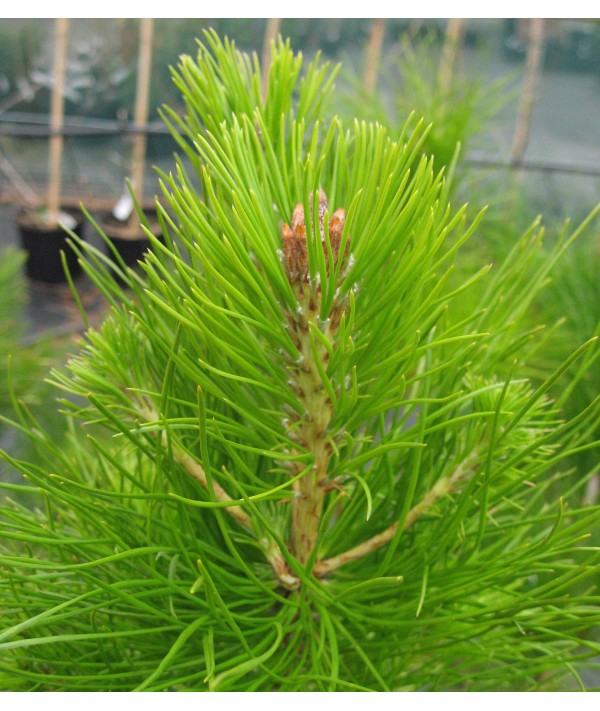 Pinus radiata (25lt)