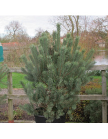 Pinus sylvestris (6lt)