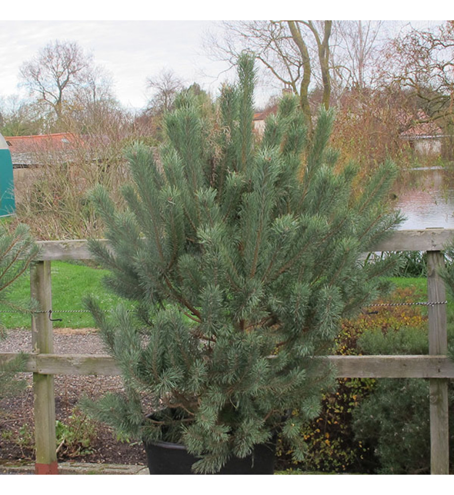 Pinus sylvestris (6lt)