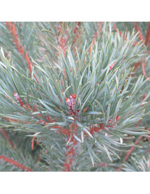 Pinus sylvestris (6lt)