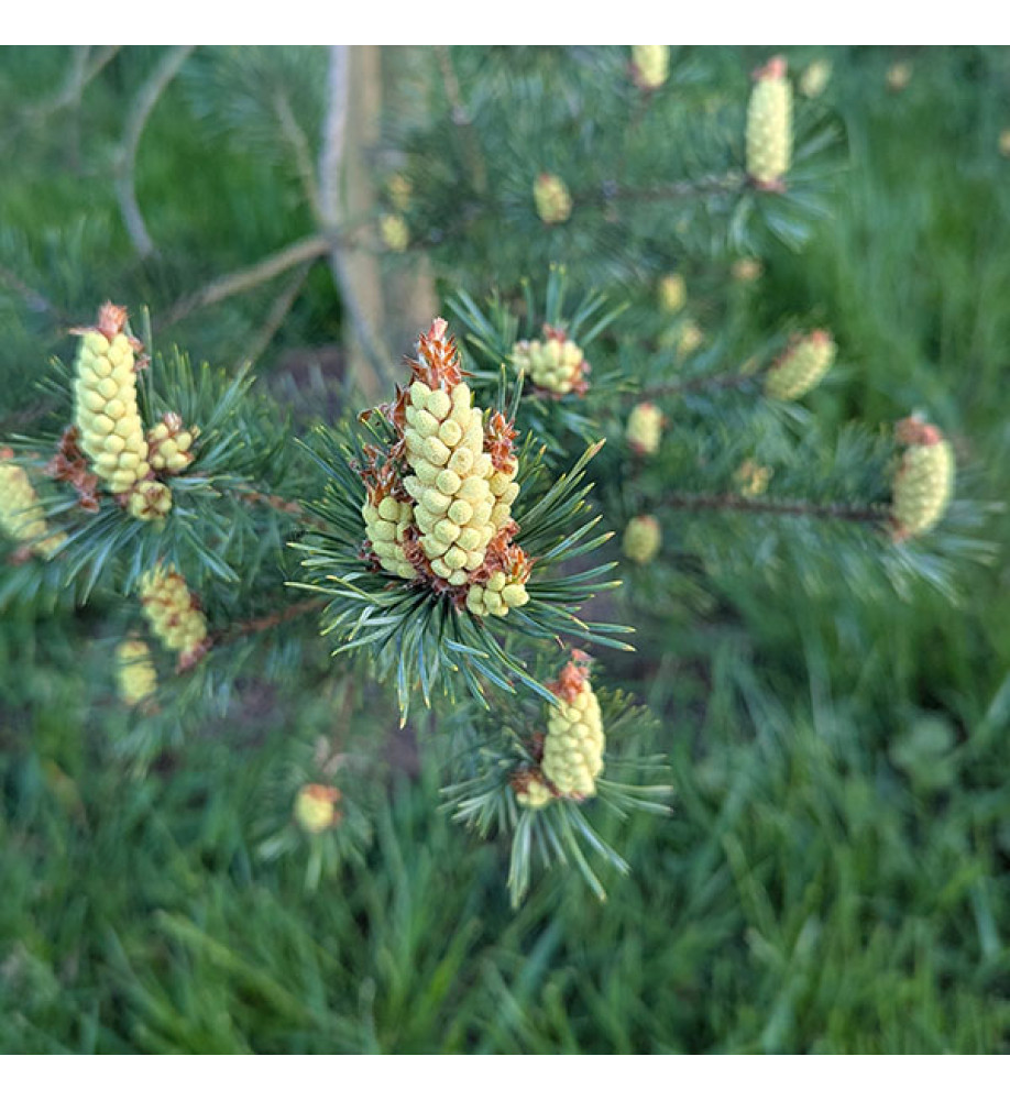 Pinus sylvestris (13.5lt) Pinus sylvestris (13.5lt)