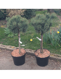 Pinus sylvestris Watereri (10lt) Pinus sylvestris Watereri (10lt)