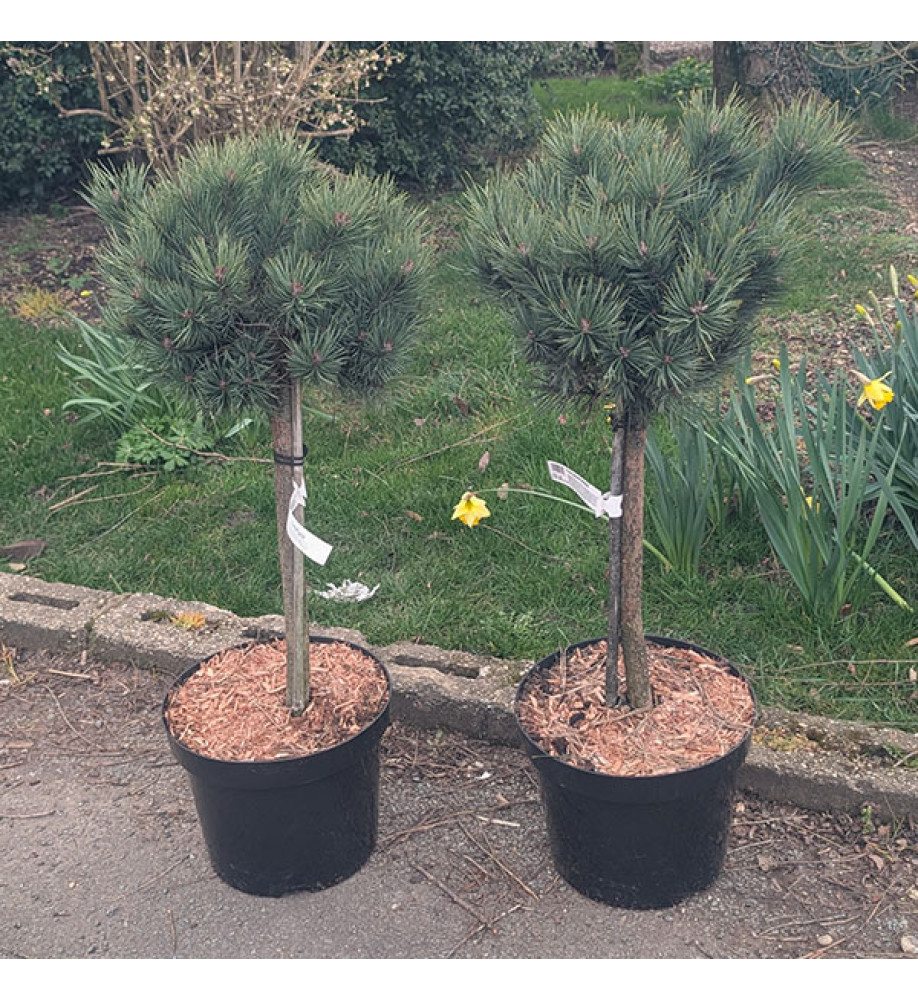 Pinus sylvestris Watereri (10lt)