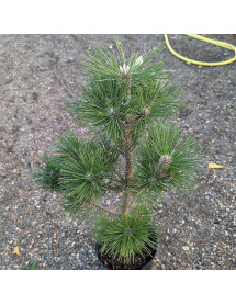 Pinus thunbergii Banshosho (5lt) Pinus thunbergii Banshosho (5lt)