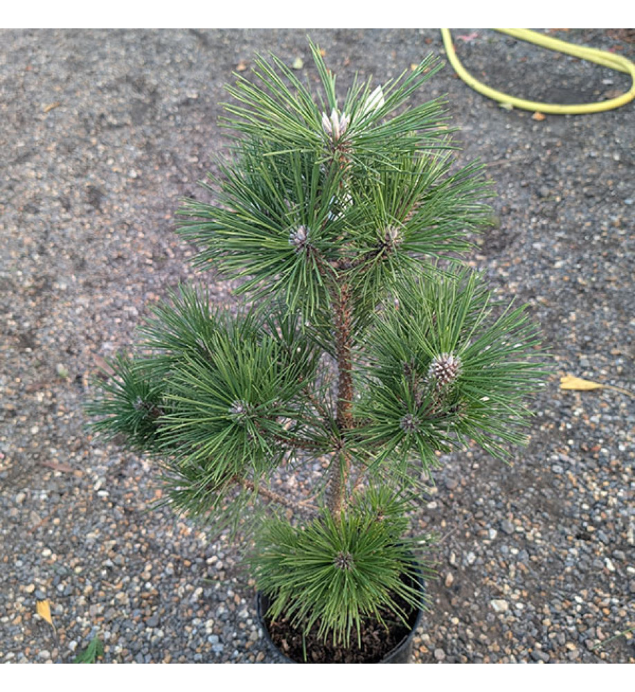 Pinus thunbergii Banshosho (5lt)