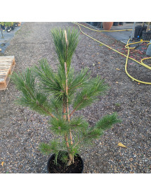Pinus thunbergii Sayonara (7.5lt) Pinus thunbergii Sayonara (7.5lt)