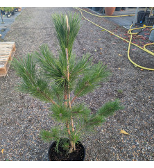 Pinus thunbergii Sayonara (3lt) Pinus thunbergii Sayonara (3lt)
