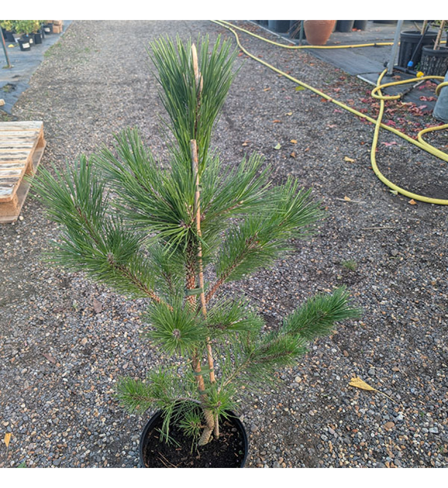 Pinus thunbergii Sayonara (7.5lt)