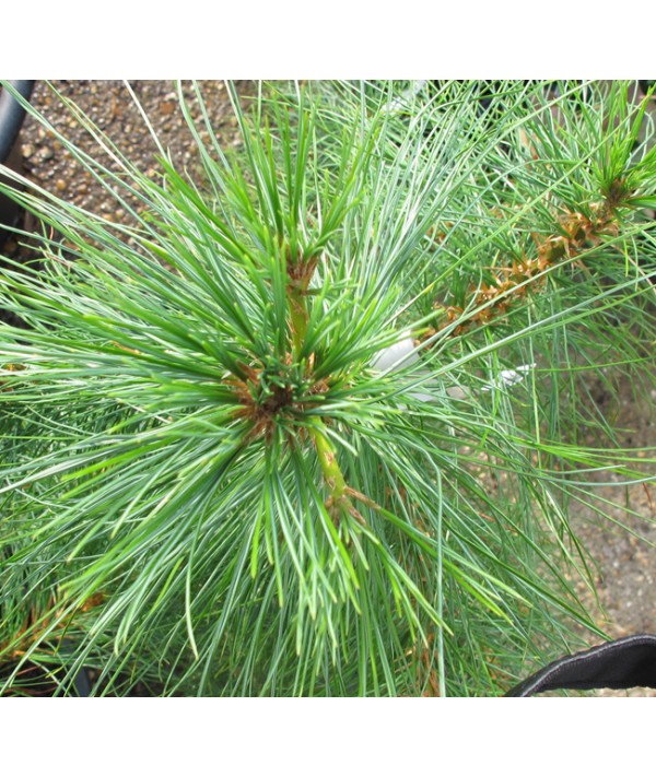 Pinus Wallichiana (10lt)