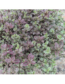 Pittosporum tenuifolium Bannow Bay (3lt)