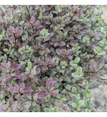 Pittosporum tenuifolium Bannow Bay (5lt)