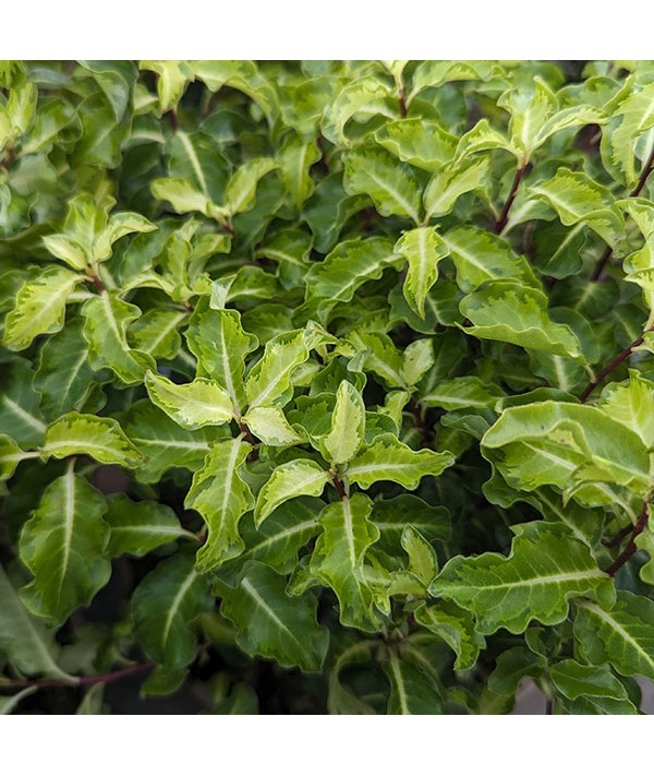 Pittosporum tenuifolium Gold Star (3lt)