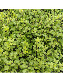 Pittosporum tenuifolium Emerald Dome (5lt)