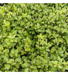 Pittosporum tenuifolium Pompom (3lt)