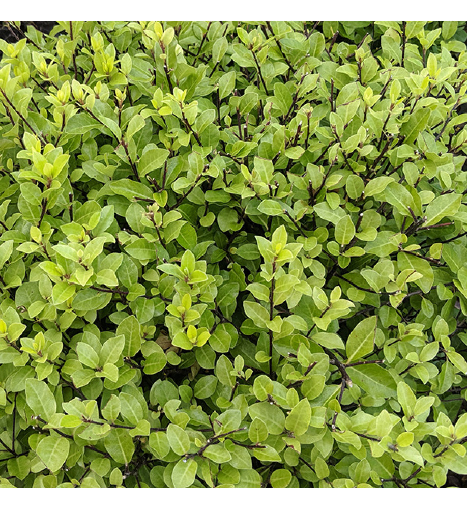 Pittosporum tenuifolium Emerald Dome (5lt)