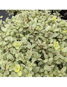 Pittosporum tenuifolium Silver Ball (3lt)