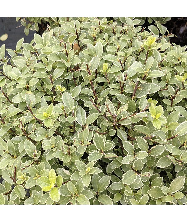 Pittosporum tenuifolium Silver Ball (5lt)