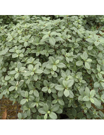 Pittosporum tenuifolium Silver Ball (3lt)