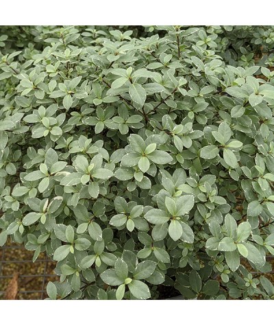 Pittosporum tenuifolium Silver Ball (5lt)