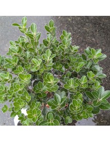 Pittosporum tenuifolium Stephens Island (3lt) Pittosporum tenuifolium Stephens Island (3lt)