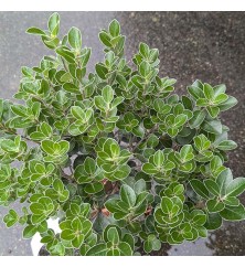 Pittosporum tenuifolium Stephens Island (3lt)