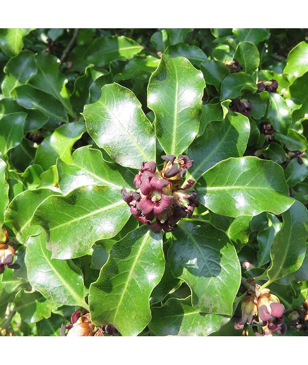 Pittosporum tenuifolium (3lt) Pittosporum tenuifolium (3lt)