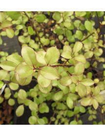 Pittosporum tenuifolium French Lace (3lt) Pittosporum tenuifolium French Lace (3lt)