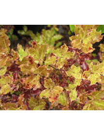Pittosporum tenuifolium Nutty's Leprechaun (3lt)