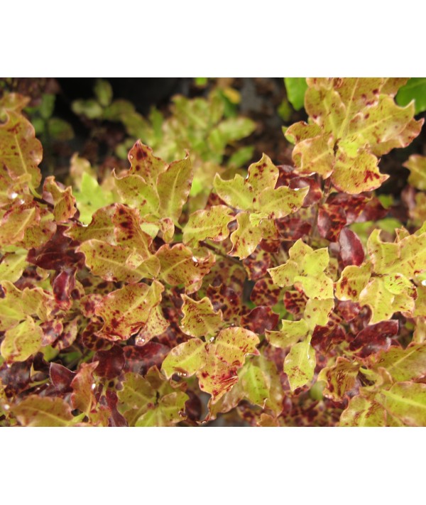 Pittosporum tenuifolium Nutty's Leprechaun (3lt)