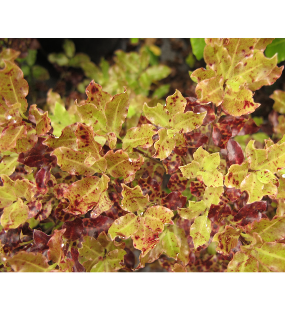 Pittosporum tenuifolium Nutty's Leprechaun (3lt)