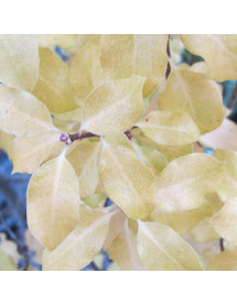 Pittosporum tenuifolium Warnham Gold (3lt)