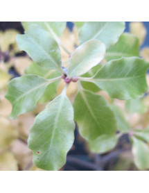 Pittosporum tenuifolium Warnham Gold (3lt)