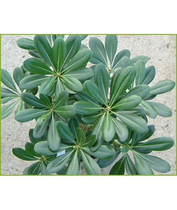 Pittosporum tobira (3lt)