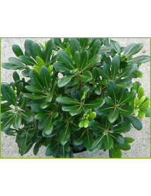 Pittosporum tobira Nanum (3lt)