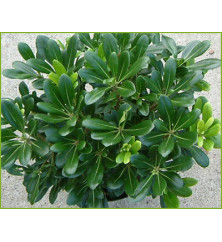 Pittosporum tobira Nanum (10lt) Pittosporum tobira Nanum (10lt)