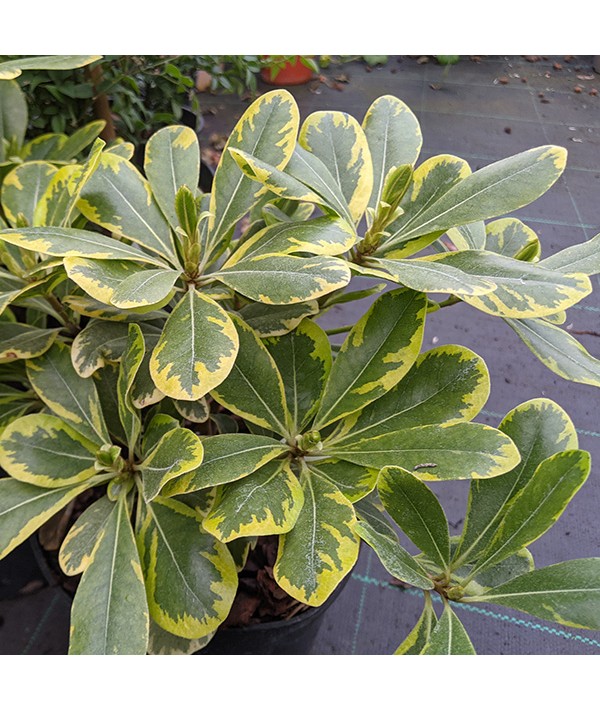 Pittosporum tobira West Acre Gold (5lt)