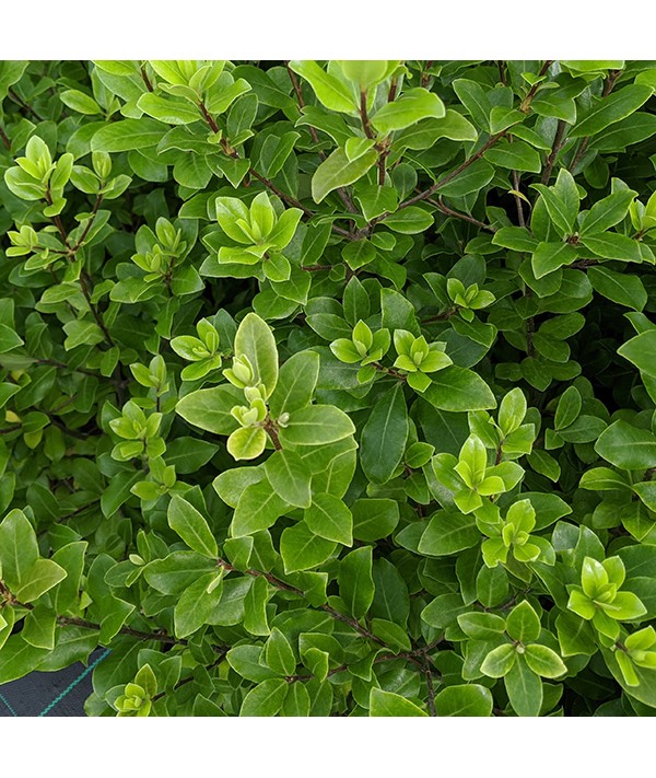 Pittosporum Tenuifolium Trimm s Hedger 5lt 