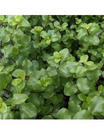 Pittosporum tenuifolium Wrinkled Blue (5lt)