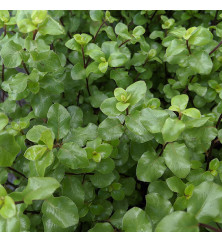 Pittosporum tenuifolium Wrinkled Blue (7.5lt)