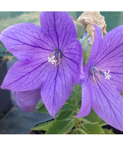 Platycodon grandiflorus (0.75lt)